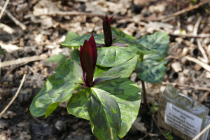 Trillium Kurbayashii    